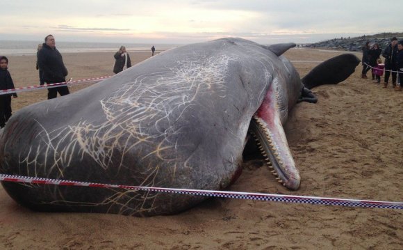 Dead sperm whale, Skegness