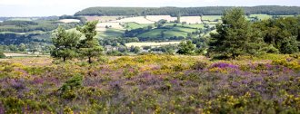 Aylesbeare Common, East Devon