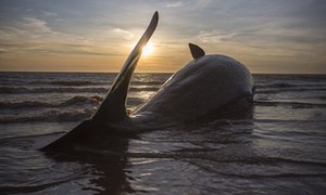 One of three Sperm Whales, which were found washed ashore near Skegness over the weekend, lays on a beach.