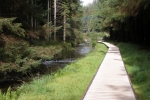 Picture of the Severn Way Walk in The Hafren Forest, Llanidloes, click the image to find more information about walks through the seveen way, also find nearby accommodation and attractions