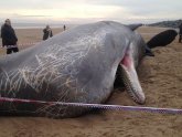 Whales UK
