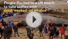 Washed-Up Sperm Whales Draw Crowds To UK Beaches
